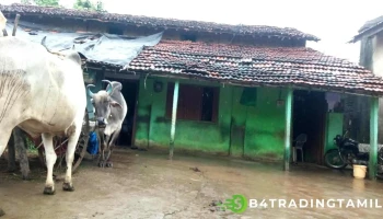 டிக்ஹோரி - டிக்ஹோரி