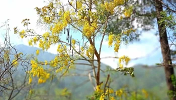 டிஸ்ட்ரிக்ட் மாஜிஸ்திரேட் ருத்ரபிரயாக் - Chopta Pokhari Road