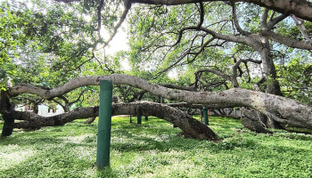 பில்லாலமாரி பனியன் ட்ரீ - Pillala Marri Rd