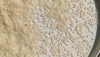 புரிய சர்கர் - புரிய சர்கர்