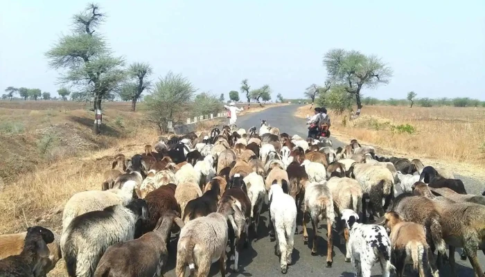 Anycngkoonnn Ellaam - அஞ்சங்கோன்