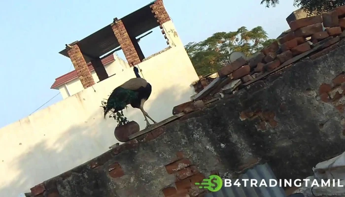 Atteeli Viittiyoo - அடேலி