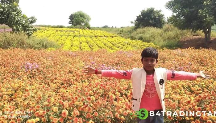 Gosanipalli Village Andhra Pradesh - Dhone