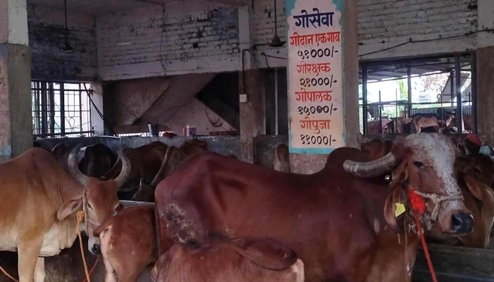 Iskcon Pandharpur -  அட்டவணை - Shegaon Dumala, செகோன் டுமலா