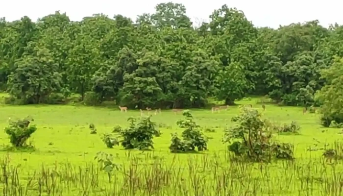Kaattool Viittiyoo - காடோல்