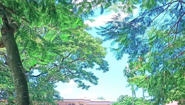 Mankachar College Mankachar கல்லூரி - Mankachar, மன்கச்சர்