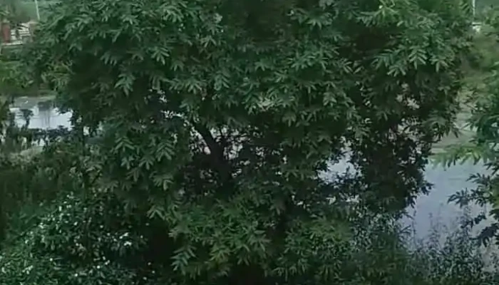 Teecil Aapiis Anntt Cp Ttrcri Aapiis Caampillaa Viittiyoo - Ismaila-b, இச்மைல-b