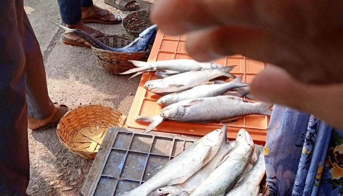 Ttaapool Poortt Dabhol டப்ஹோல் - Dabhol, டப்ஹோல்