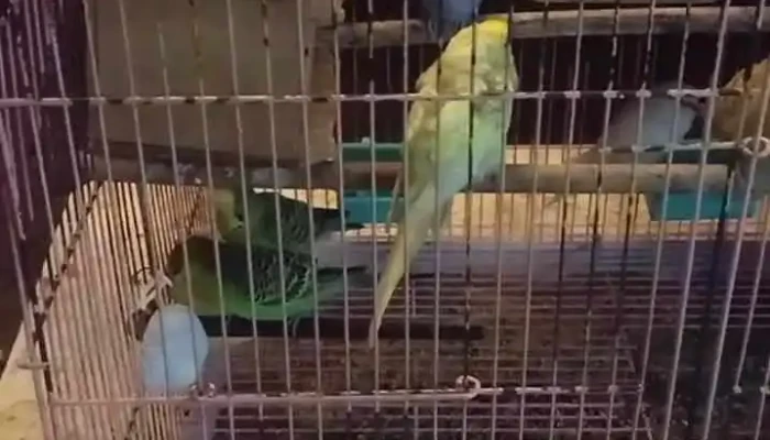 Turu Viittiyoo - துரு