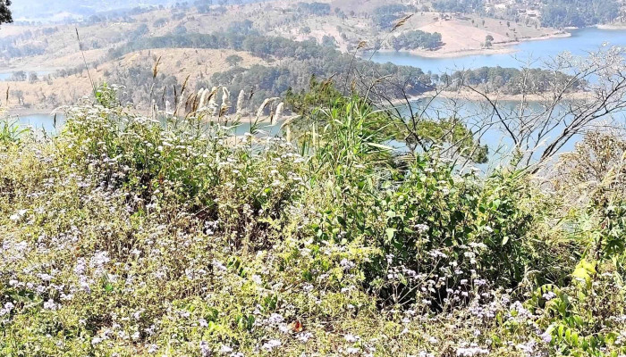 Umiym Leek Viippaay அட்டவணை - Shillong, உமியம்