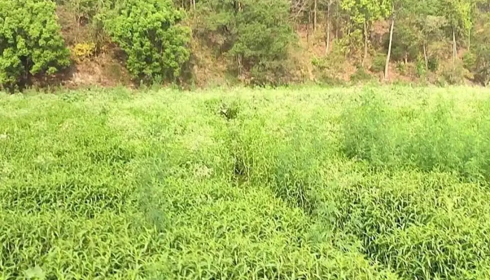சோனாநதி வைல்டுலைஃப் ஸந்க்துவாரி சபாரி கேட் கலகர் டைகர் ரிசர்வ் - Plain Range